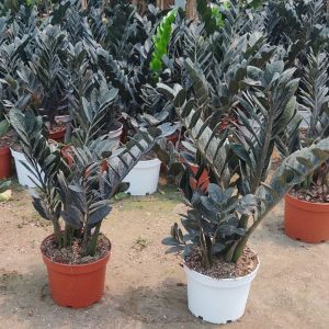 ارغوان خرید زاموفیلیا بلک در تهران